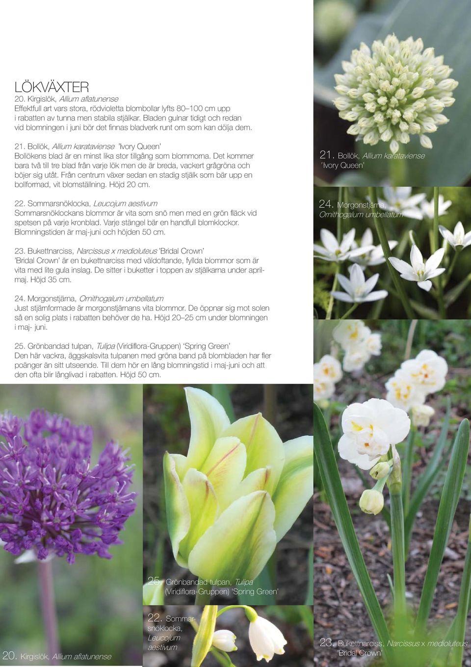 Bollök, Allium karataviense Ivory Queen Bollökens blad är en minst lika stor tillgång som blommorna.