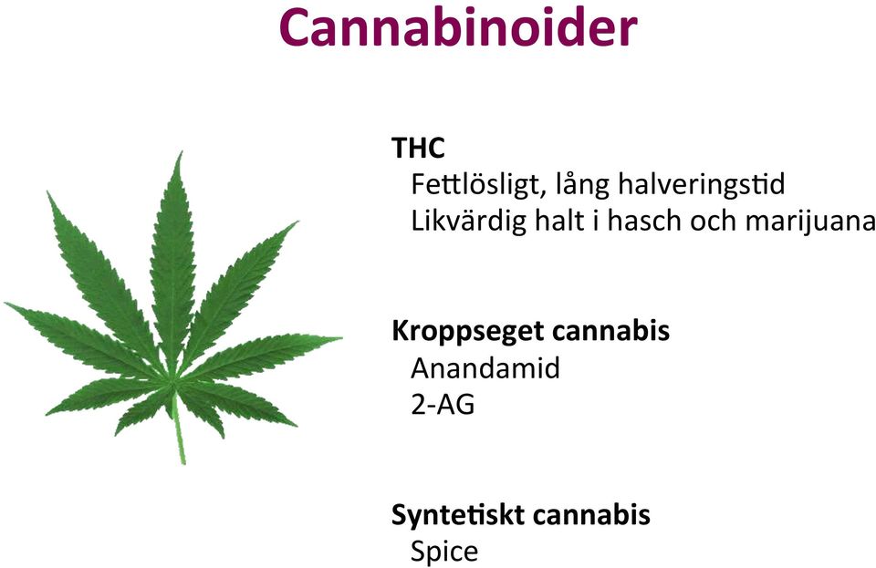 halt i hasch och marijuana