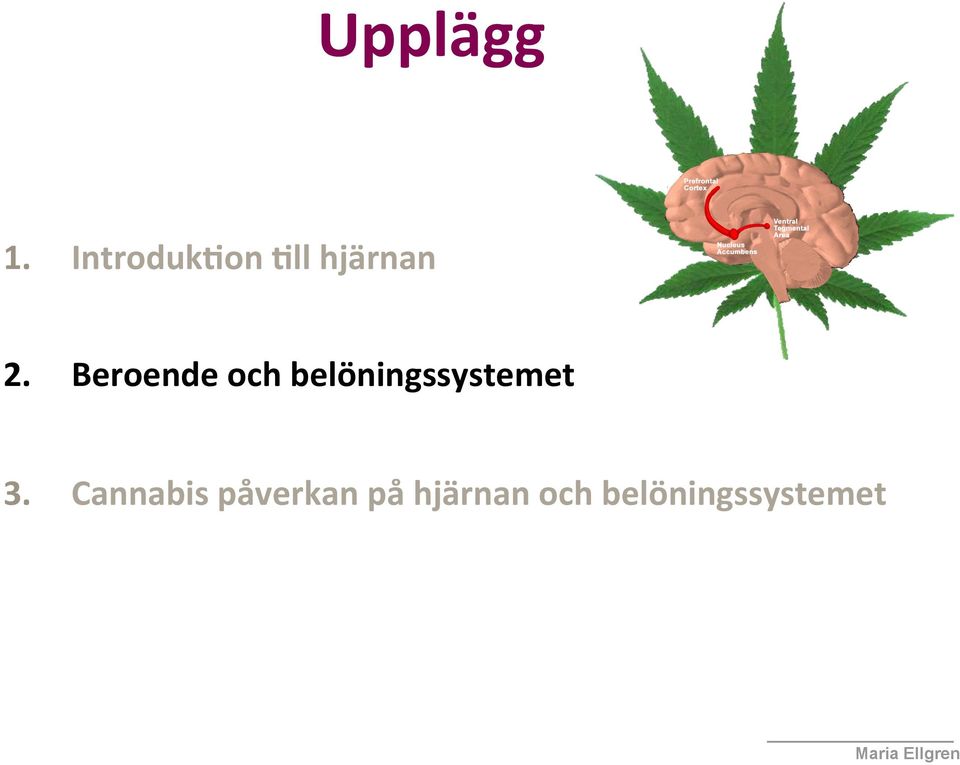 Beroende och belöningssystemet