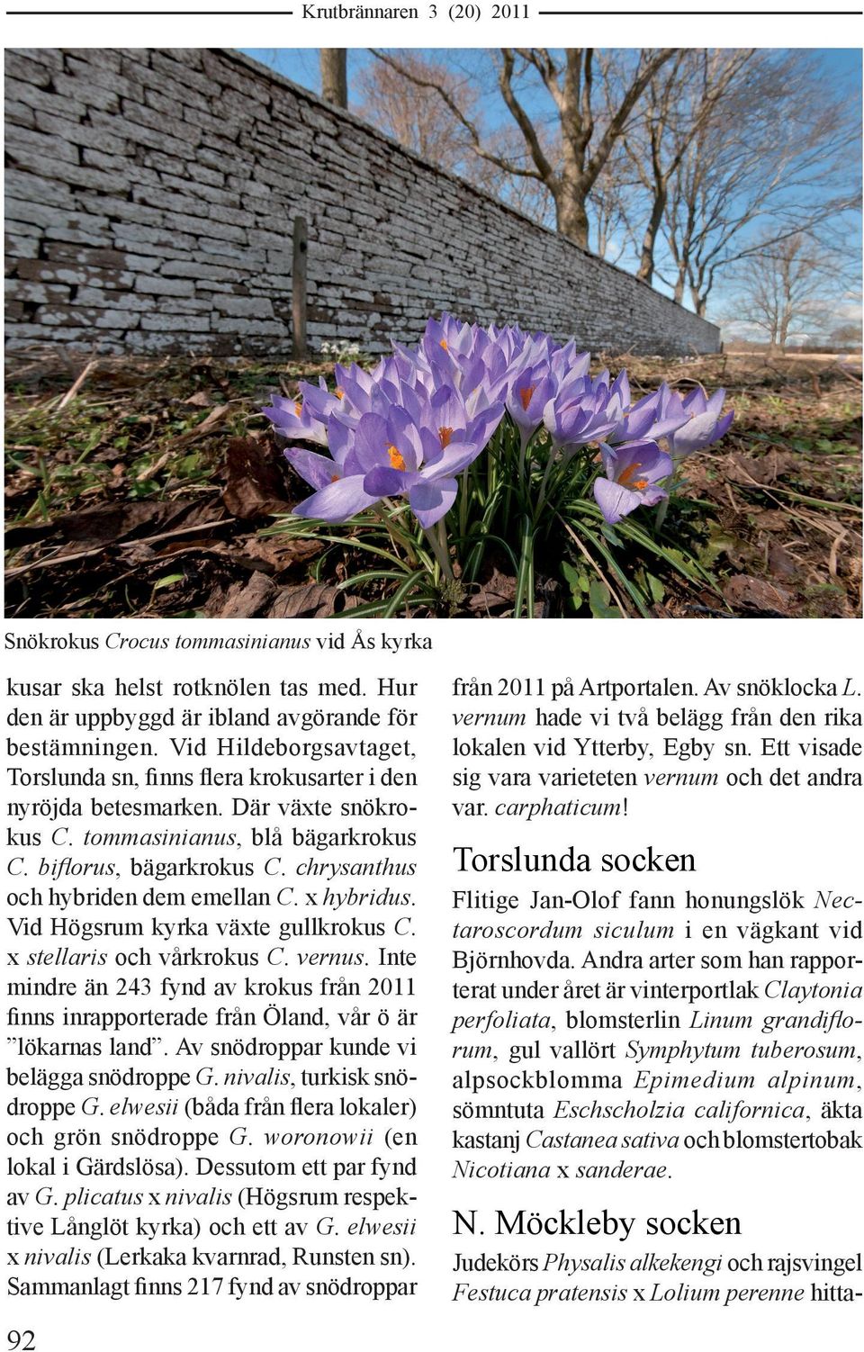 chrysanthus och hybriden dem emellan C. x hybridus. Vid Högsrum kyrka växte gullkrokus C. x stellaris och vårkrokus C. vernus.