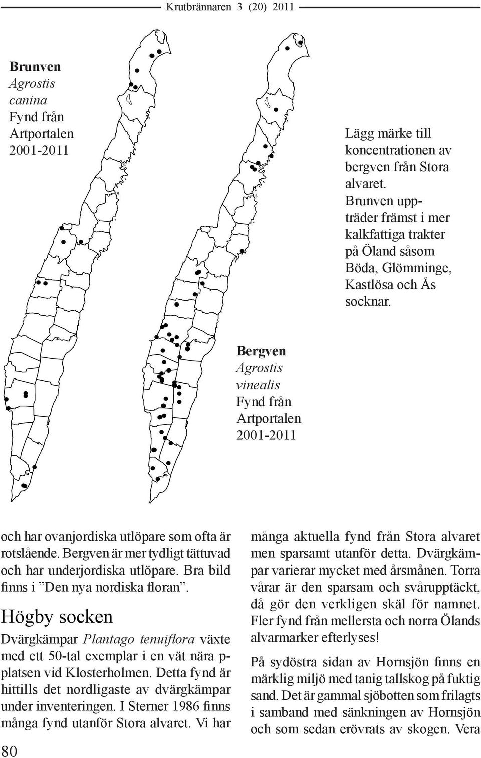 Bergven Agrostis vinealis Fynd från Artportalen 2001-2011 och har ovanjordiska utlöpare som ofta är rotslående. Bergven är mer tydligt tättuvad och har underjordiska utlöpare.