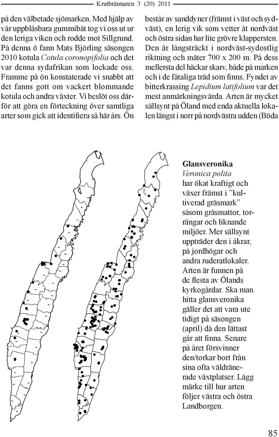 Framme på ön konstaterade vi snabbt att det fanns gott om vackert blommande kotula och andra växter.