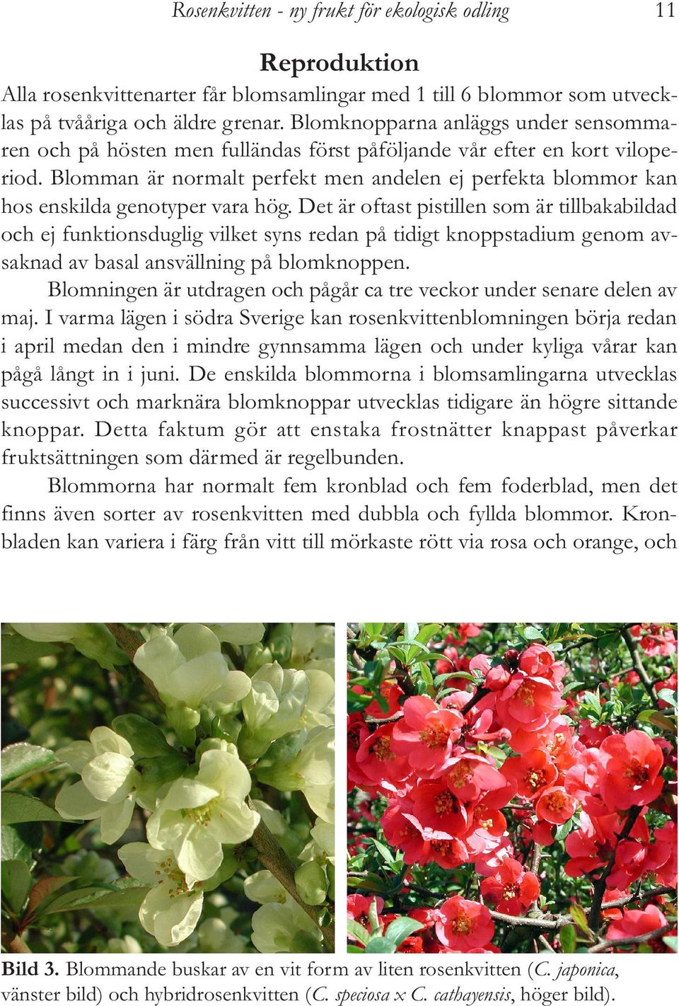 Blomman är normalt perfekt men andelen ej perfekta blommor kan hos enskilda genotyper vara hög.
