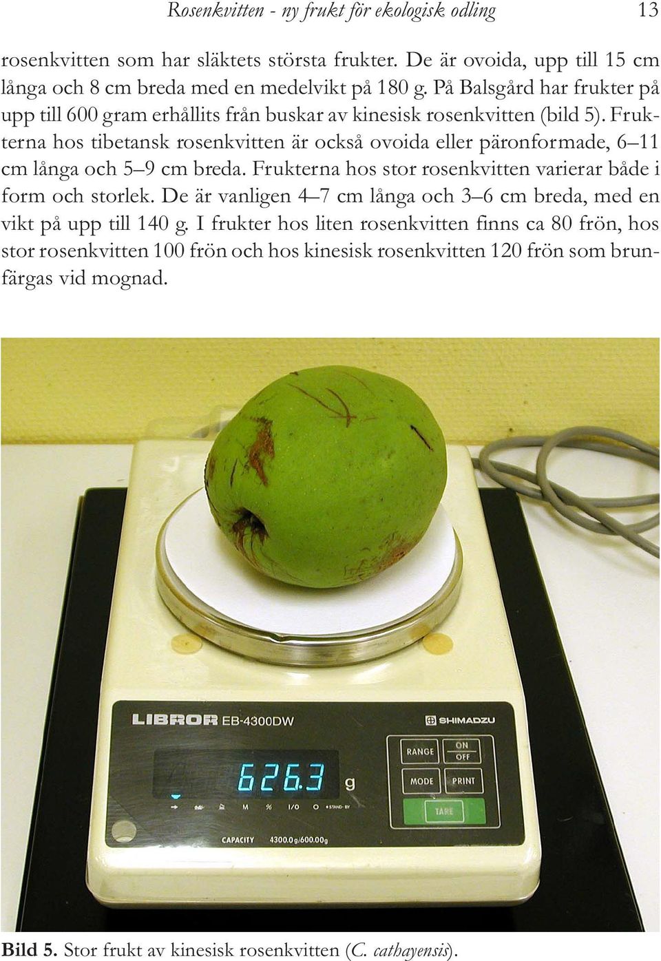 Frukterna hos tibetansk rosenkvitten är också ovoida eller päronformade, 6 11 cm långa och 5 9 cm breda. Frukterna hos stor rosenkvitten varierar både i form och storlek.