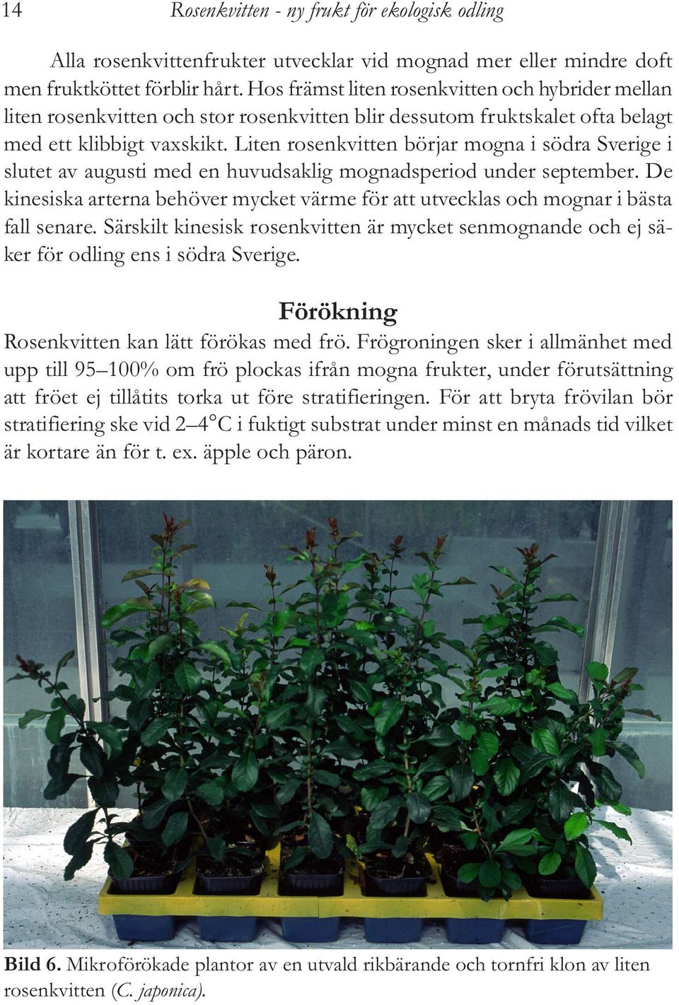 Liten rosenkvitten börjar mogna i södra Sverige i slutet av augusti med en huvudsaklig mognadsperiod under september.