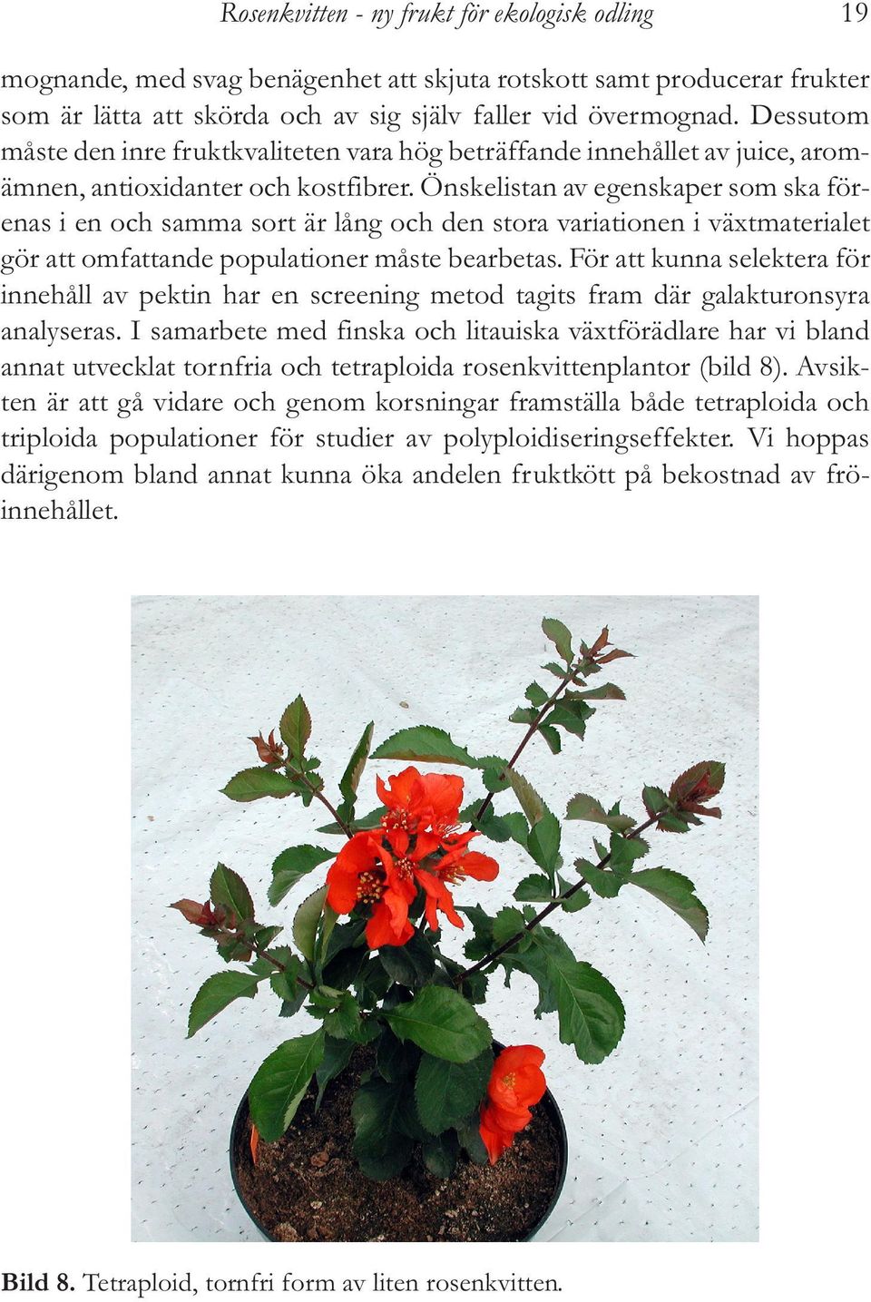 Önskelistan av egenskaper som ska förenas i en och samma sort är lång och den stora variationen i växtmaterialet gör att omfattande populationer måste bearbetas.
