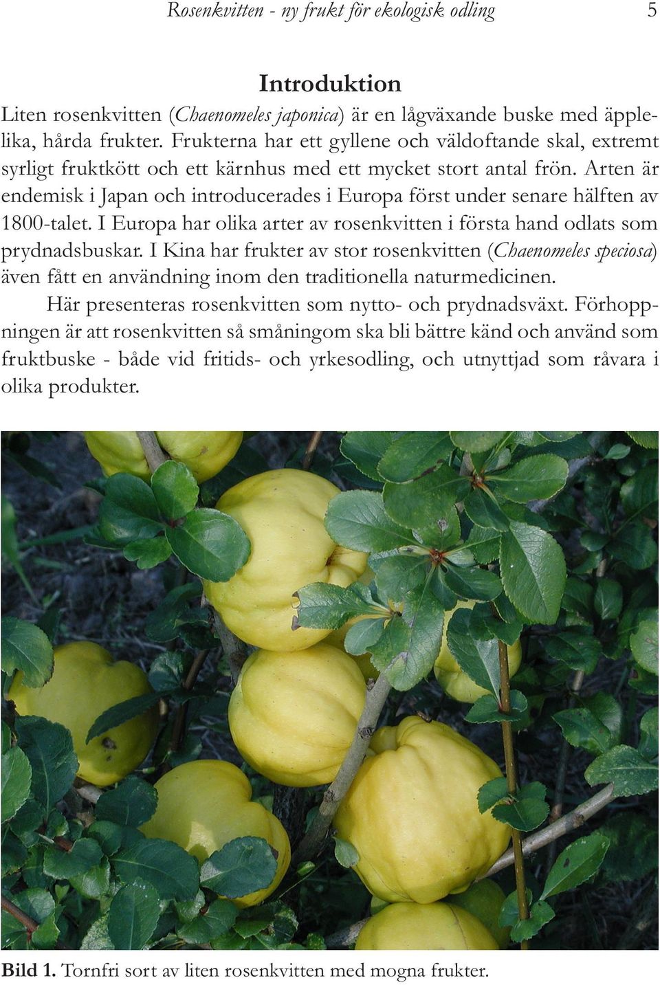 Arten är endemisk i Japan och introducerades i Europa först under senare hälften av 1800-talet. I Europa har olika arter av rosenkvitten i första hand odlats som prydnadsbuskar.