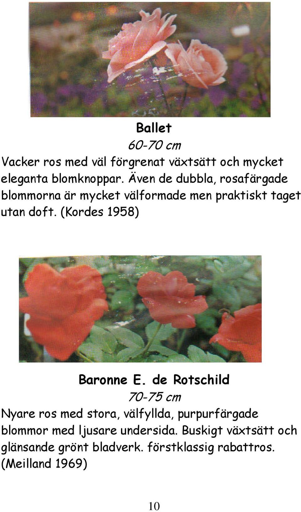 (Kordes 1958) Baronne E.