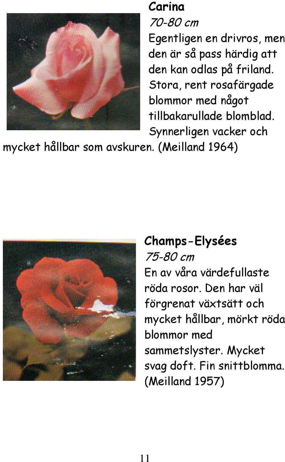 Synnerligen vacker och mycket hållbar som avskuren.