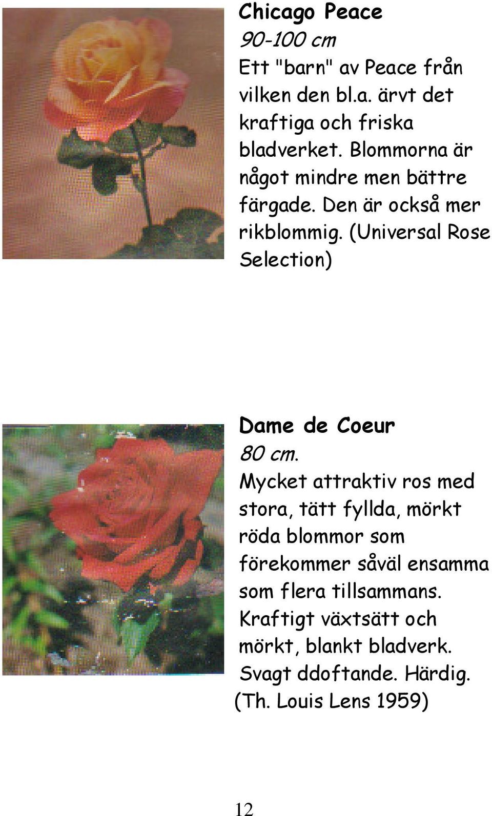 (Universal Rose Selection) Dame de Coeur 80 cm.
