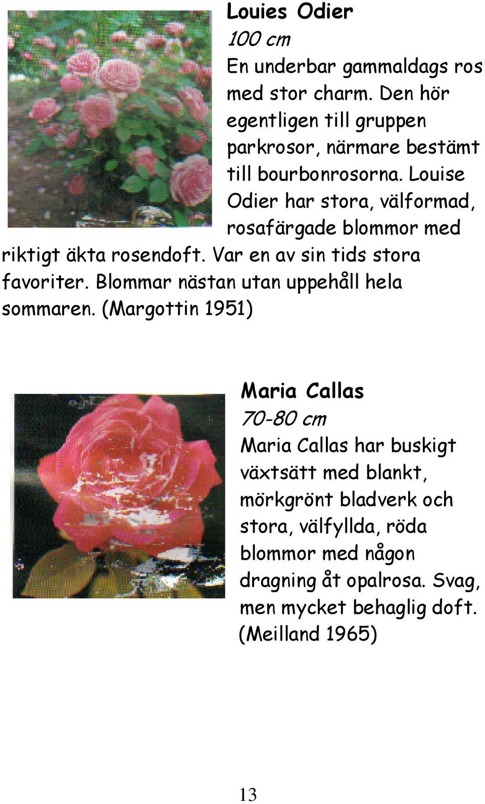 Louise Odier har stora, välformad, rosafärgade blommor med riktigt äkta rosendoft. Var en av sin tids stora favoriter.