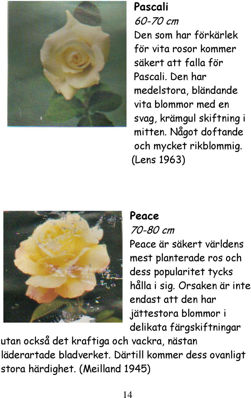 (Lens 1963) Peace 70-80 cm Peace är säkert världens mest planterade ros och dess popularitet tycks hålla i sig.