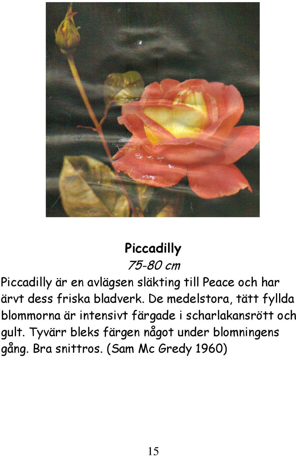 De medelstora, tätt fyllda blommorna är intensivt färgade i