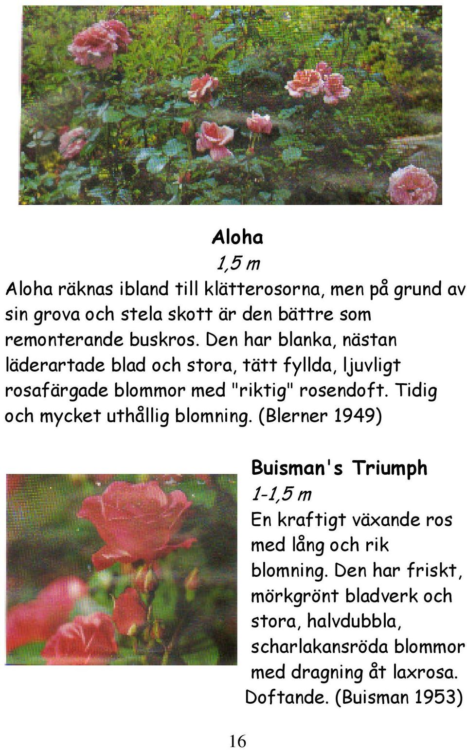 Tidig och mycket uthållig blomning.