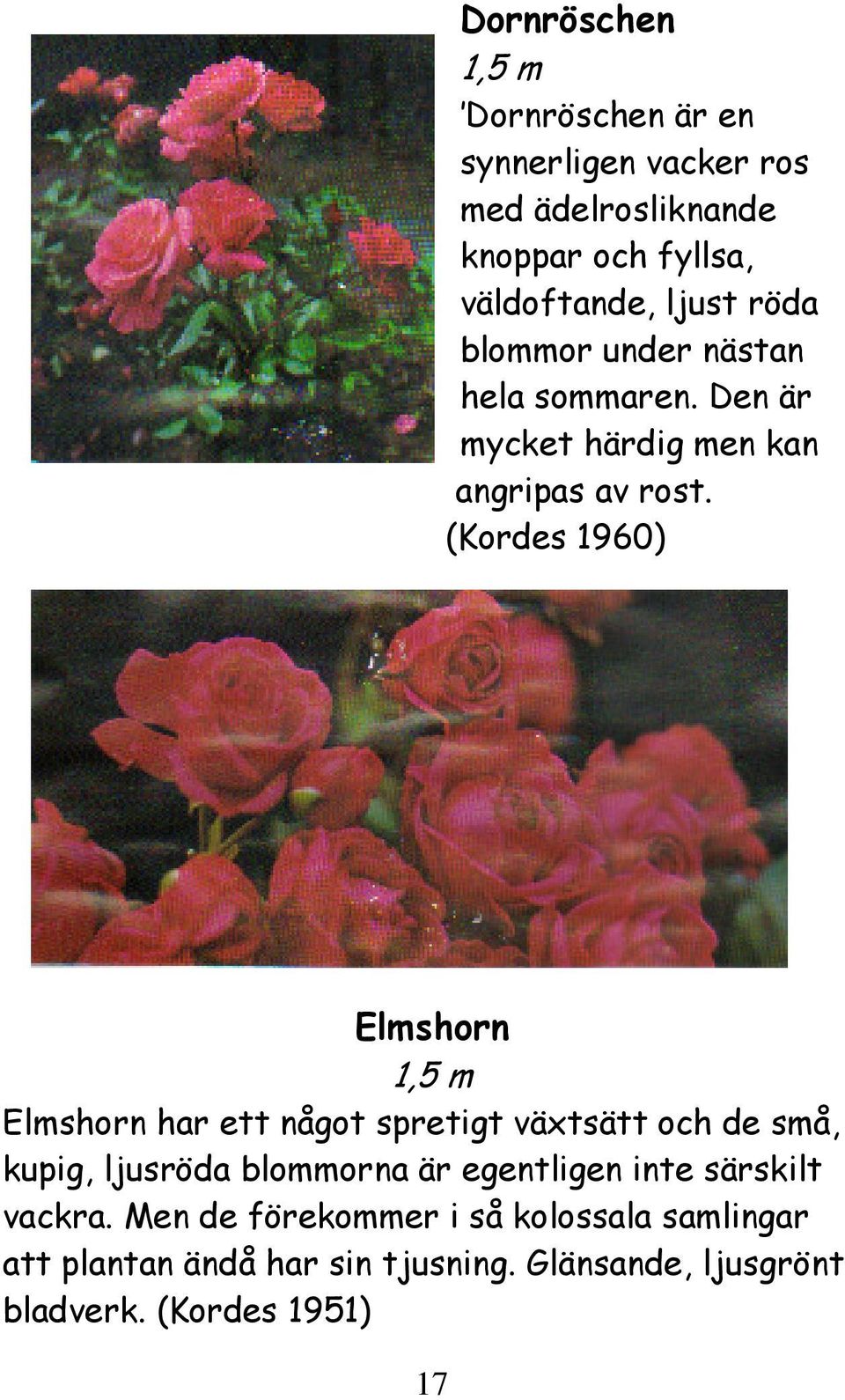 (Kordes 1960) Elmshorn 1,5 m Elmshorn har ett något spretigt växtsätt och de små, kupig, ljusröda blommorna är
