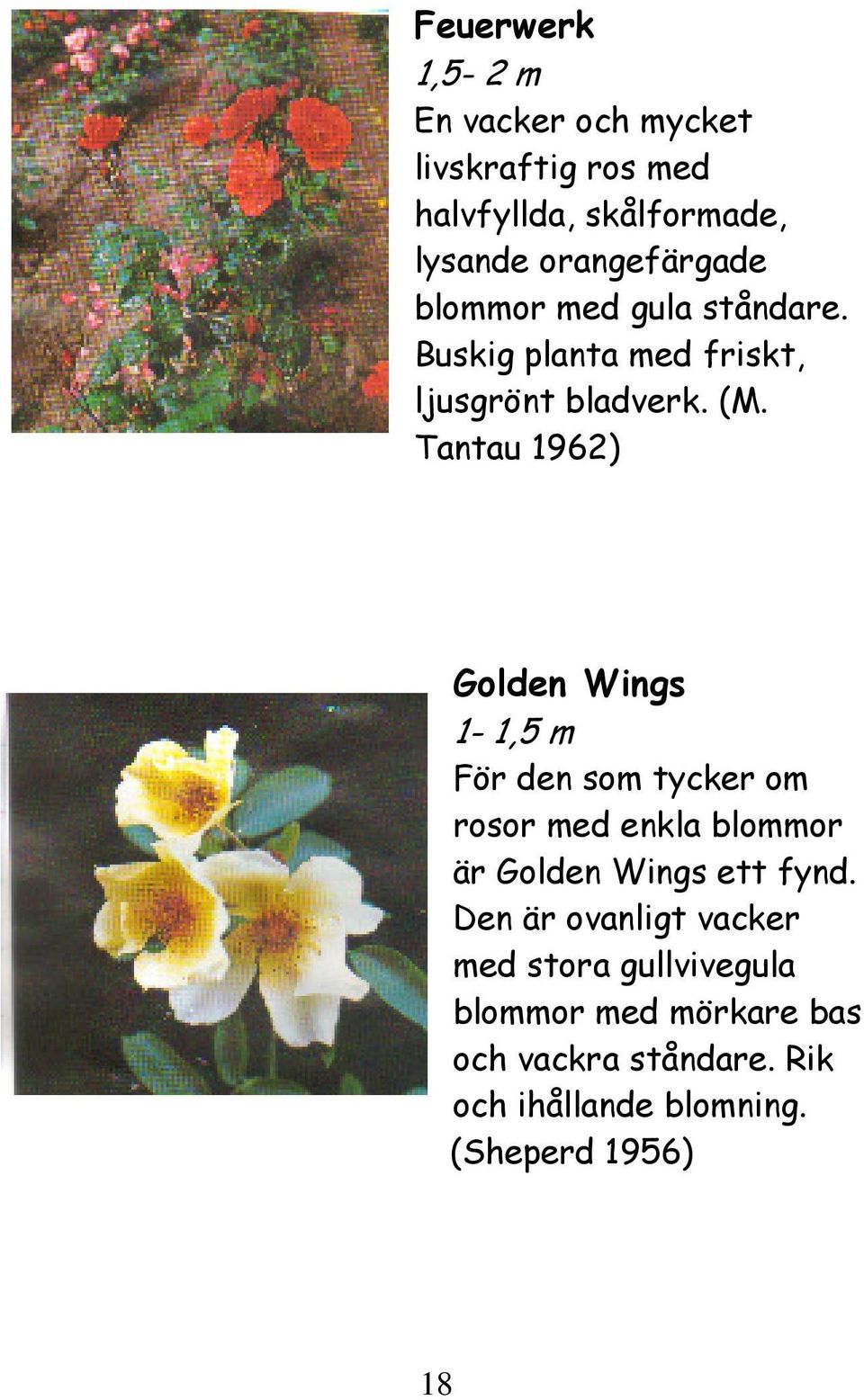 Tantau 1962) Golden Wings 1-1,5 m För den som tycker om rosor med enkla blommor är Golden Wings ett fynd.