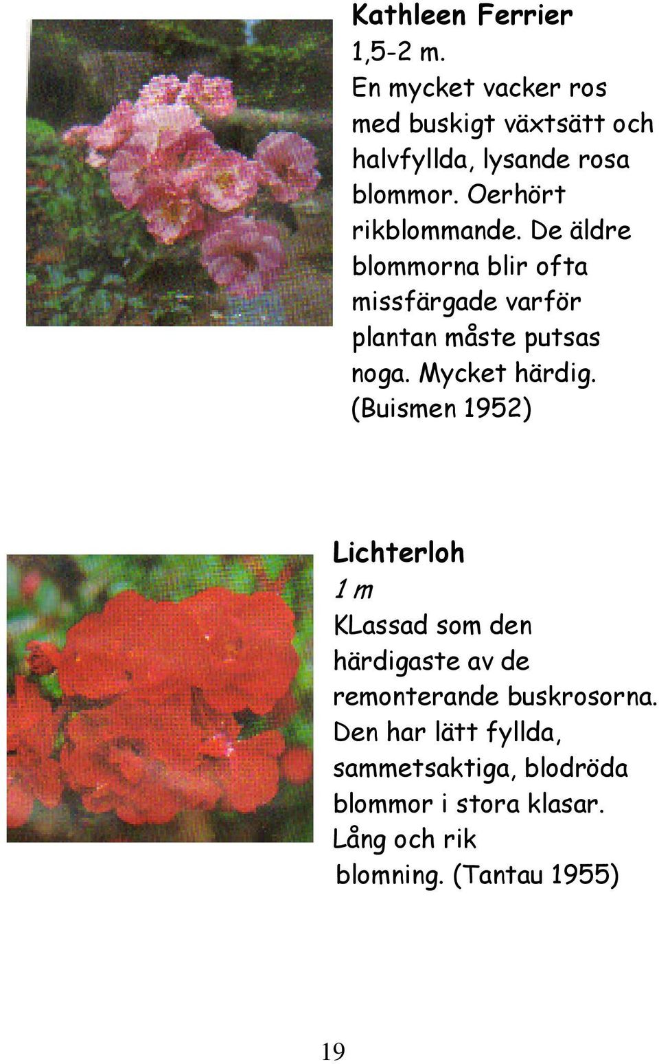 De äldre blommorna blir ofta missfärgade varför plantan måste putsas noga. Mycket härdig.