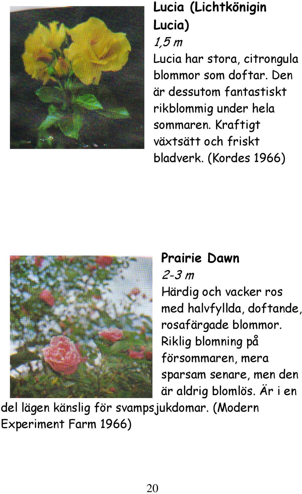 (Kordes 1966) Prairie Dawn 2-3 m Härdig och vacker ros med halvfyllda, doftande, rosafärgade blommor.