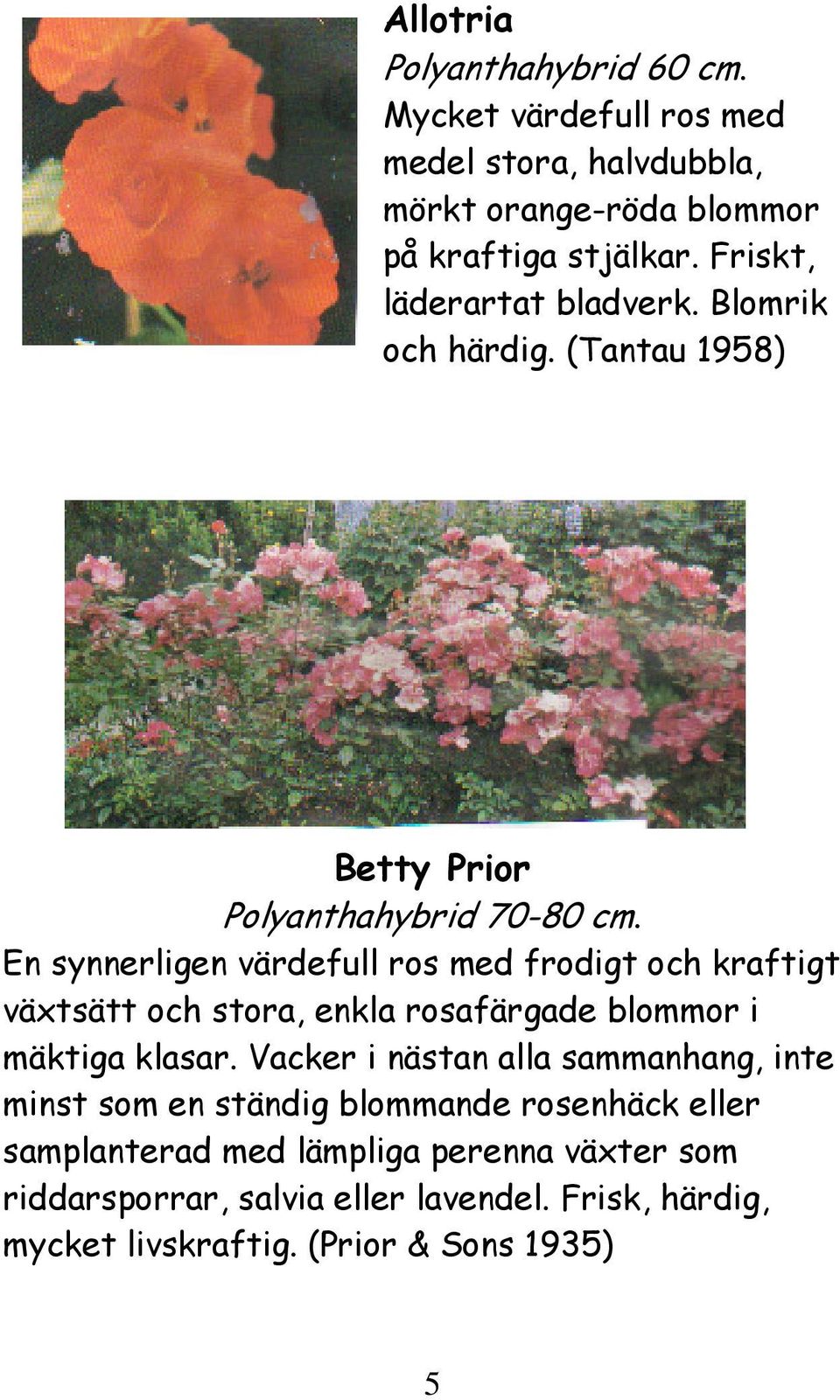 En synnerligen värdefull ros med frodigt och kraftigt växtsätt och stora, enkla rosafärgade blommor i mäktiga klasar.