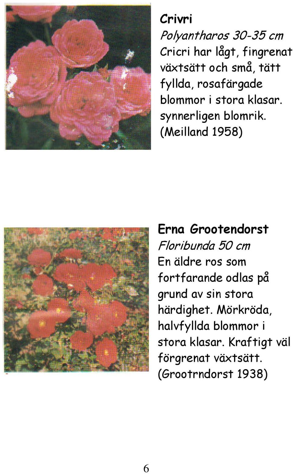 (Meilland 1958) Erna Grootendorst Floribunda 50 cm En äldre ros som fortfarande odlas på