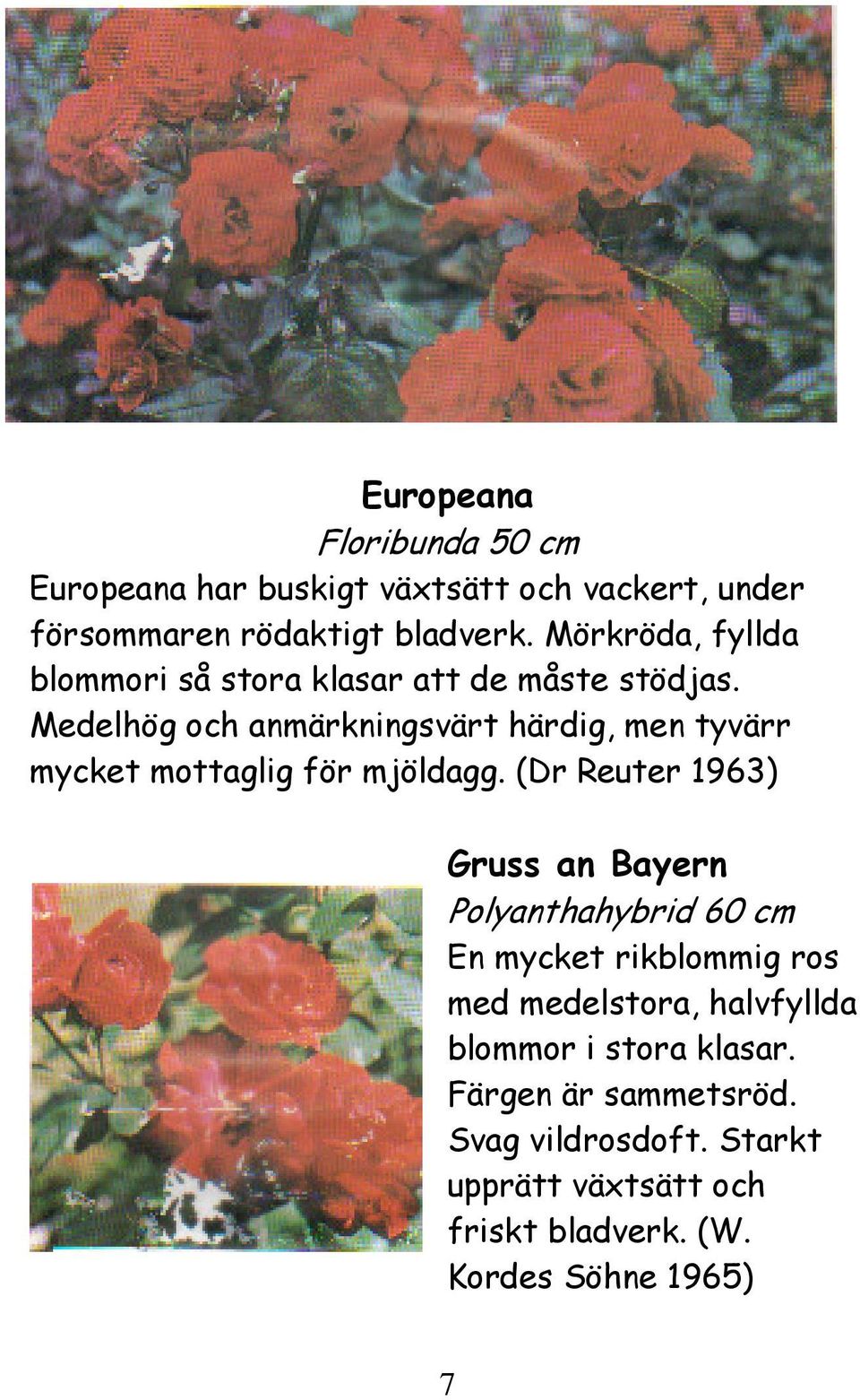 Medelhög och anmärkningsvärt härdig, men tyvärr mycket mottaglig för mjöldagg.