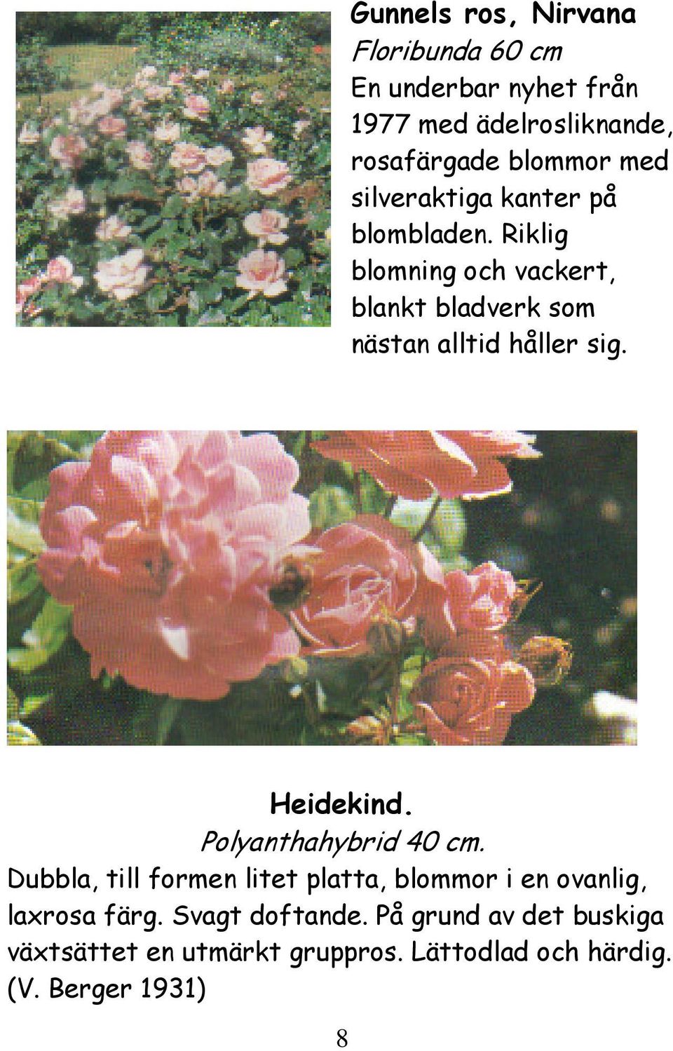 Riklig blomning och vackert, blankt bladverk som nästan alltid håller sig. Heidekind. Polyanthahybrid 40 cm.