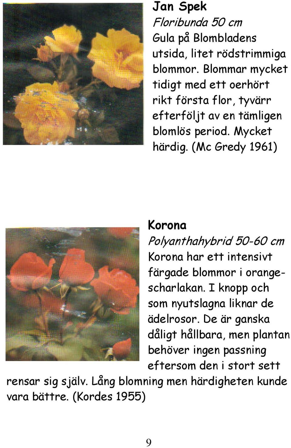 (Mc Gredy 1961) Korona Polyanthahybrid 50-60 cm Korona har ett intensivt färgade blommor i orangescharlakan.
