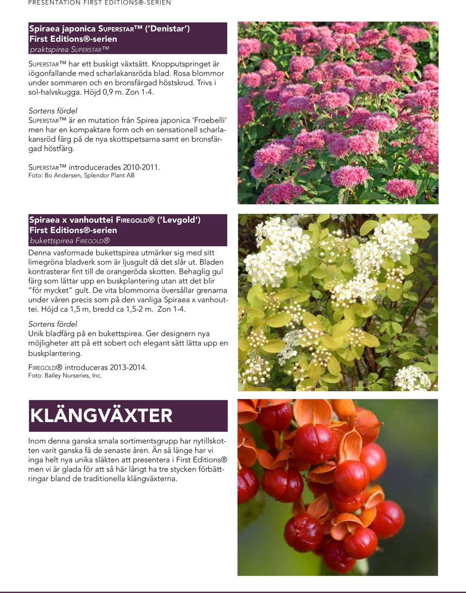 Superstar är en mutation från Spirea japonica Froebelli men har en kompaktare form och en sensationell scharlakansröd färg på de nya skottspetsarna samt en bronsfärgad höstfärg.