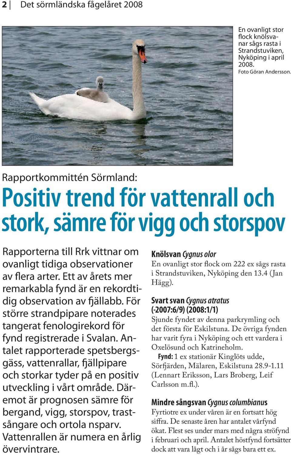Ett av årets mer remarkabla fynd är en rekordtidig observation av fjällabb. För större strandpipare noterades tangerat fenologirekord för fynd registrerade i Svalan.
