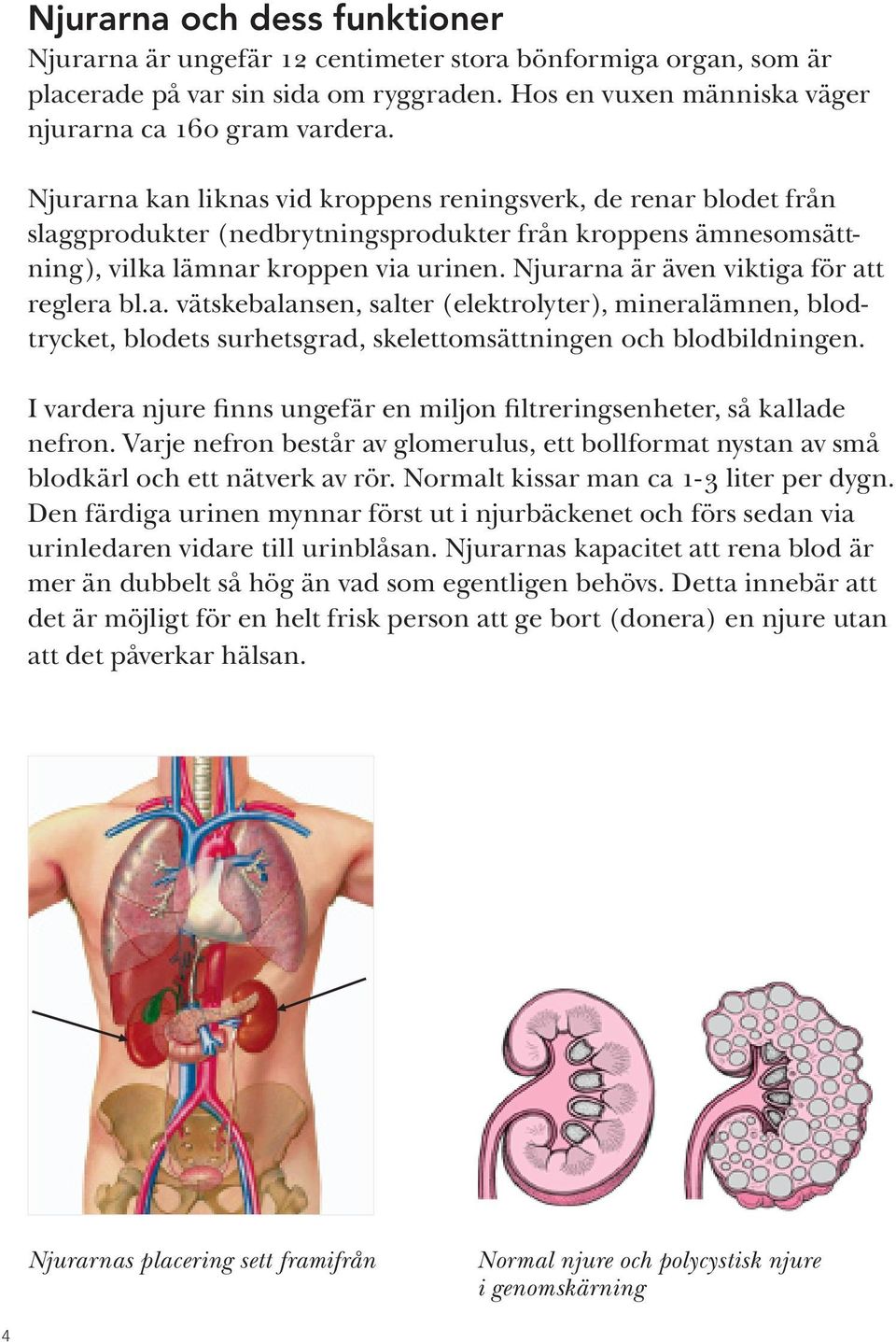Njurarna är även viktiga för att reglera bl.a. vätskebalansen, salter (elektrolyter), mineralämnen, blodtrycket, blodets surhetsgrad, skelettomsättningen och blodbildningen.