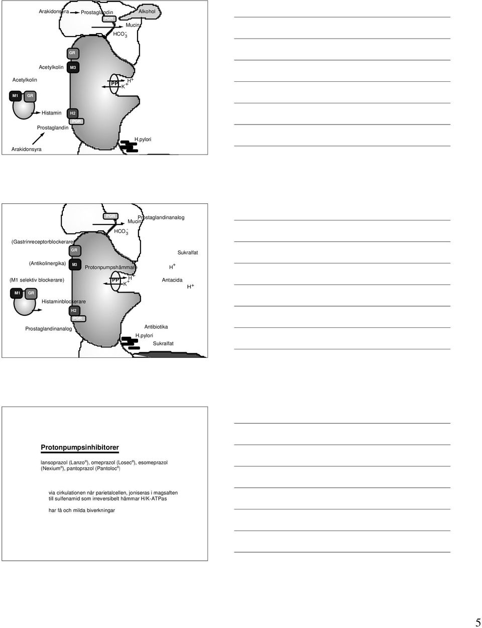 Histaminblockerare H2 PGR Protonpumpshämmare PP K + H.