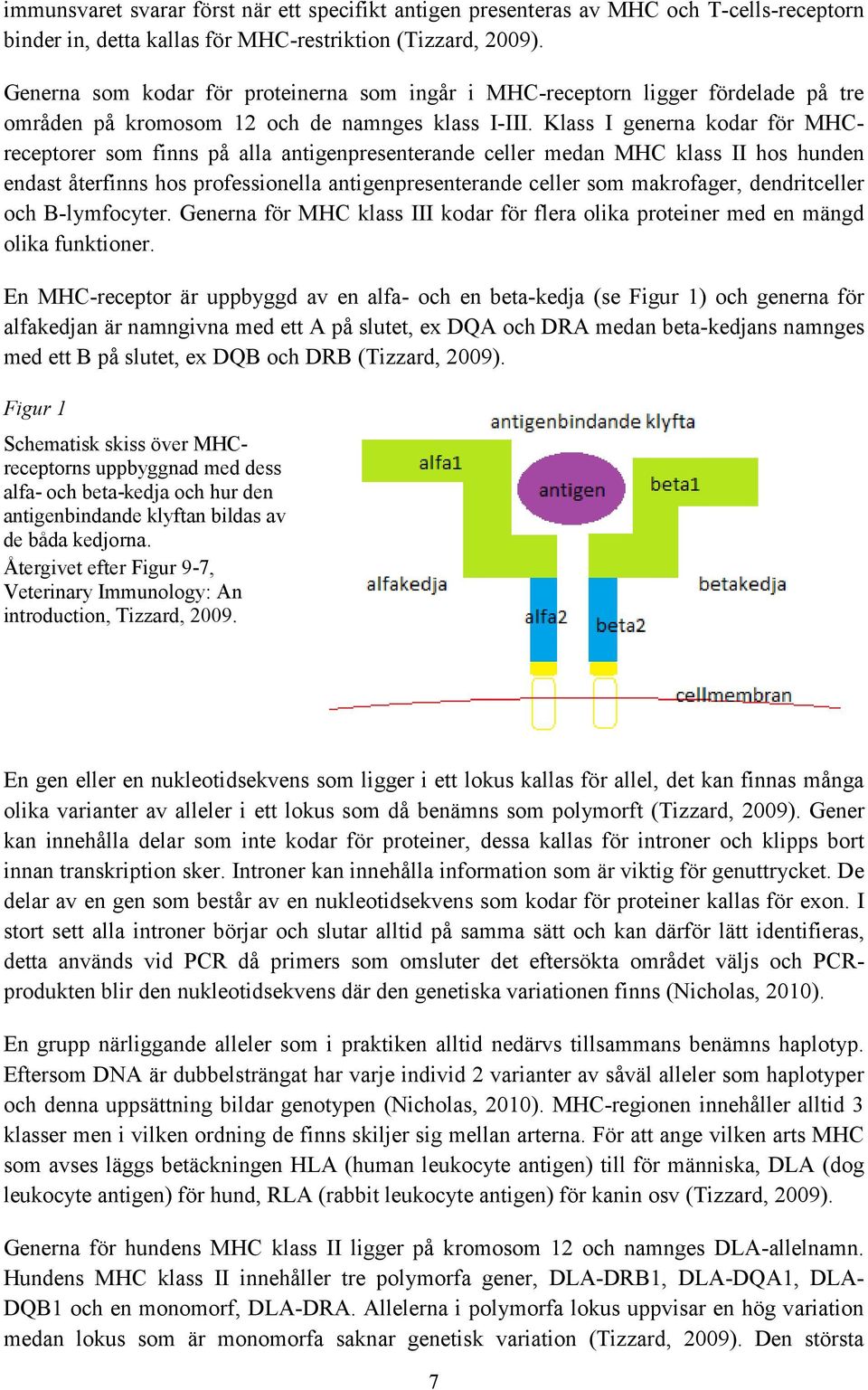 Klass I generna kodar för MHCreceptorer som finns på alla antigenpresenterande celler medan MHC klass II hos hunden endast återfinns hos professionella antigenpresenterande celler som makrofager,