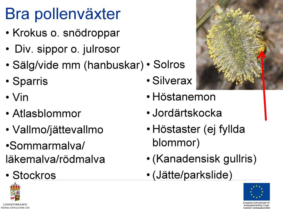 Vallmo/jättevallmo Sommarmalva/ läkemalva/rödmalva Stockros Solros