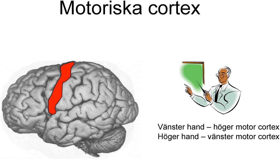 motor cortex Höger