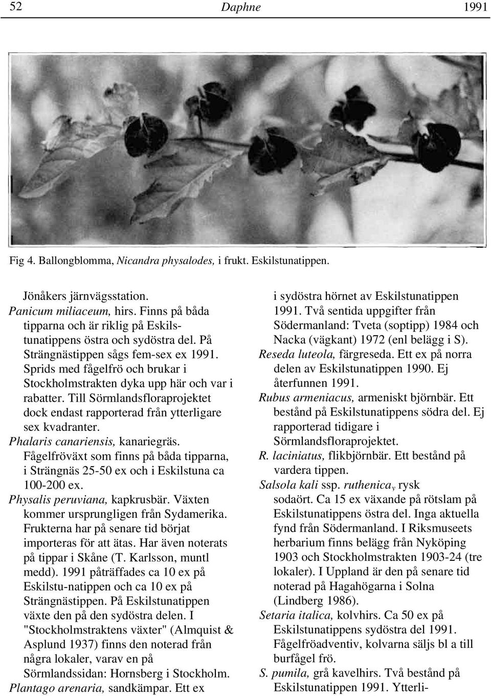 Sprids med fågelfrö och brukar i Stockholmstrakten dyka upp här och var i rabatter. Till Sörmlandsfloraprojektet dock endast rapporterad från ytterligare sex kvadranter.