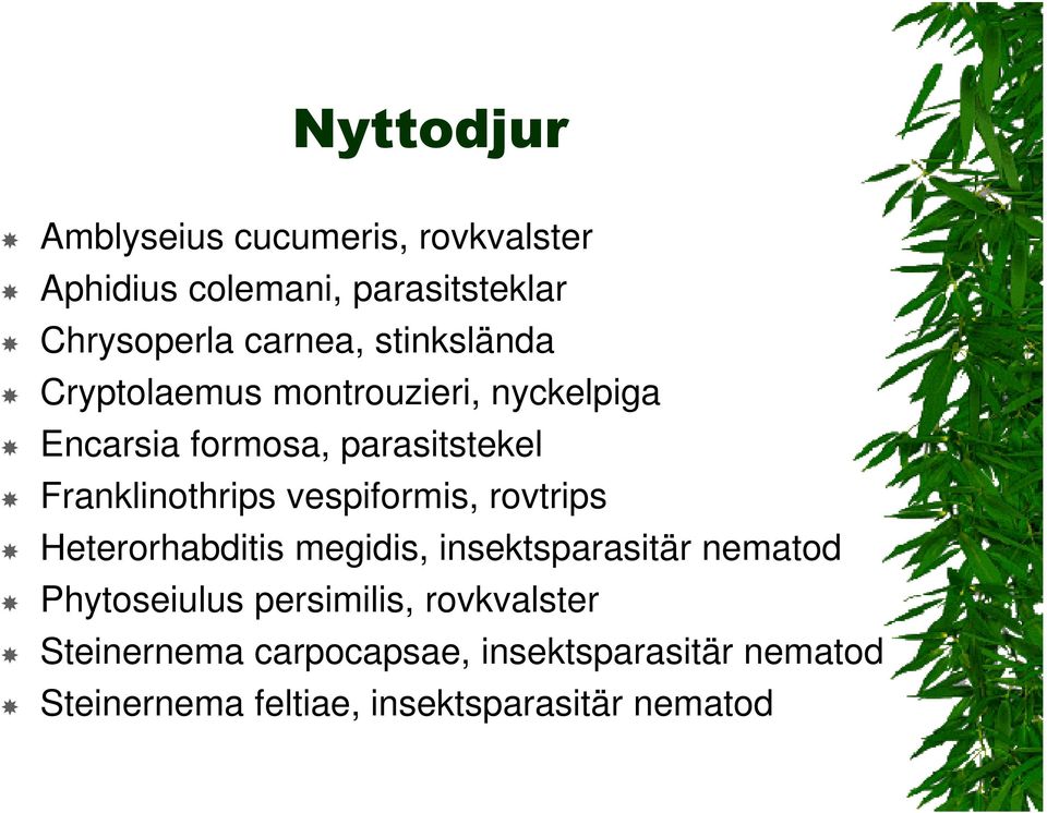 vespiformis, rovtrips Heterorhabditis megidis, insektsparasitär nematod Phytoseiulus persimilis,
