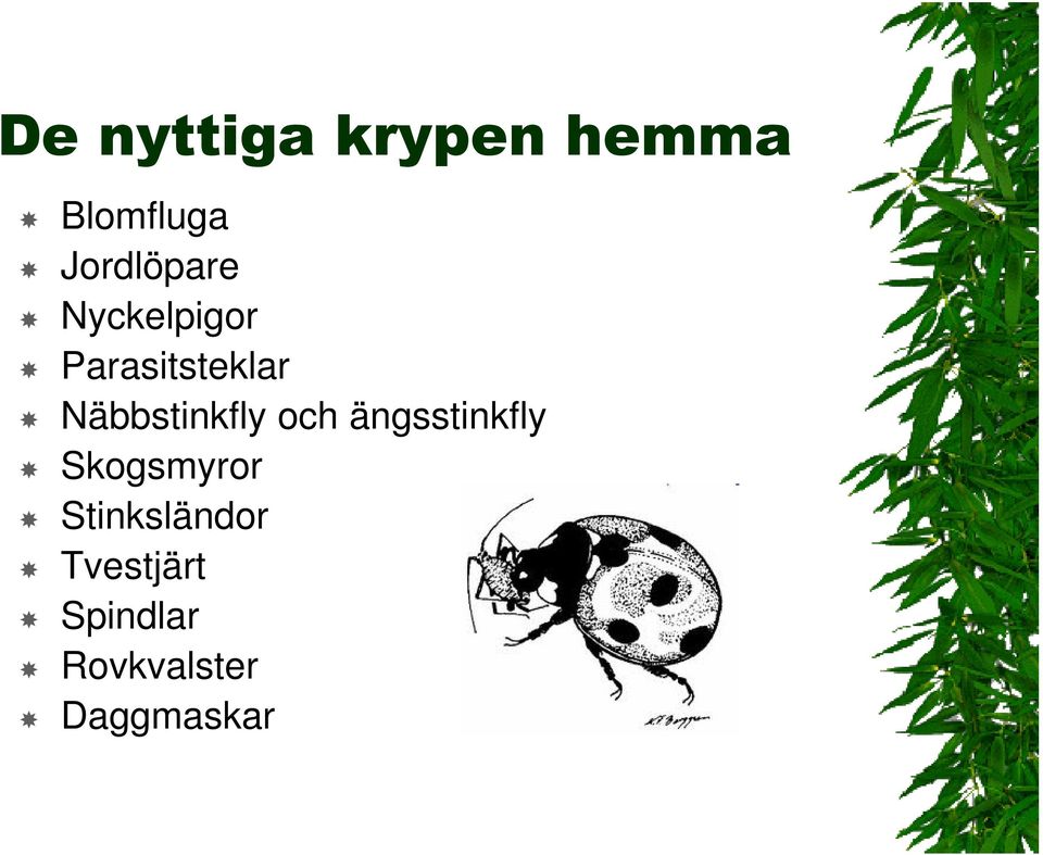 ängsstinkfly Näbbstinkfly och ängsstinkfly