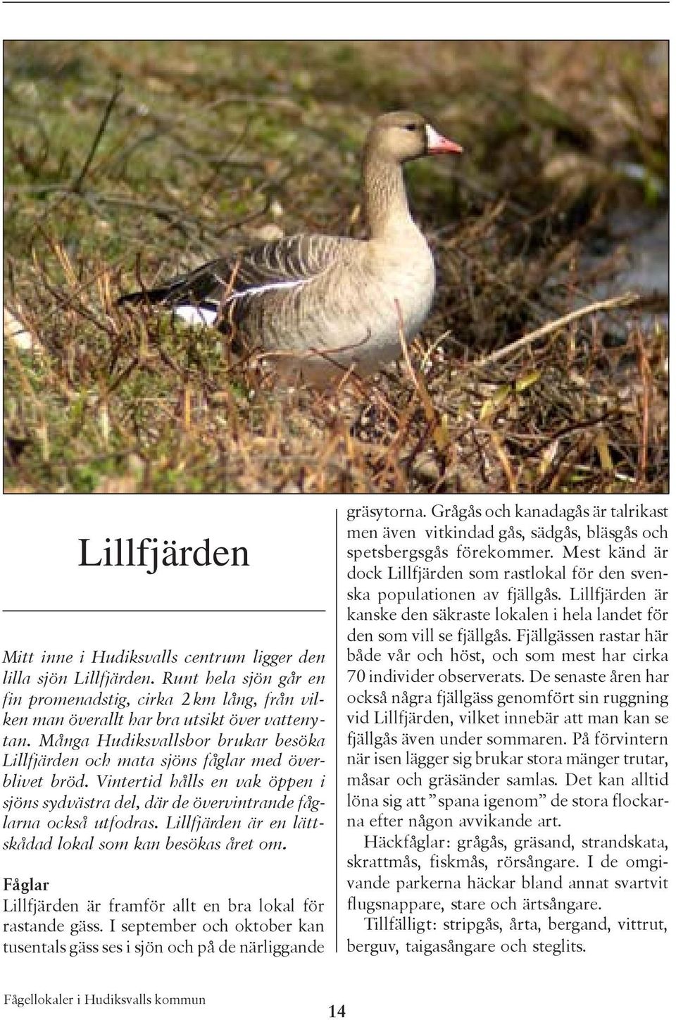 Lillfjärden är en lättskådad lokal som kan besökas året om. Fåglar Lillfjärden är framför allt en bra lokal för rastande gäss.