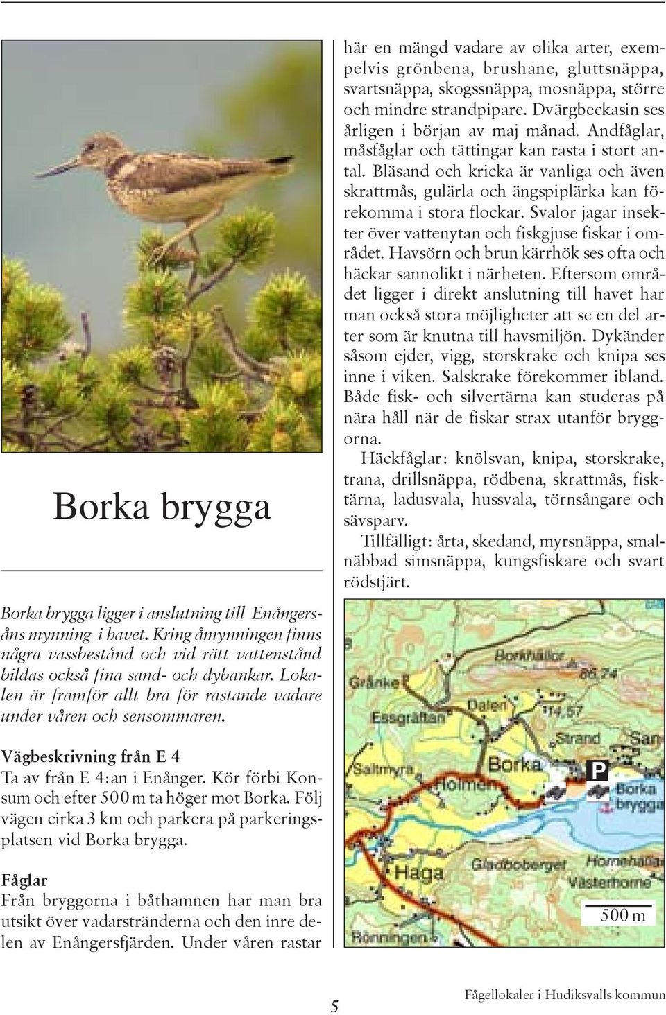 Följ vägen cirka 3 km och parkera på parkeringsplatsen vid Borka brygga. Fåglar Från bryggorna i båthamnen har man bra utsikt över vadarstränderna och den inre delen av Enångersfjärden.
