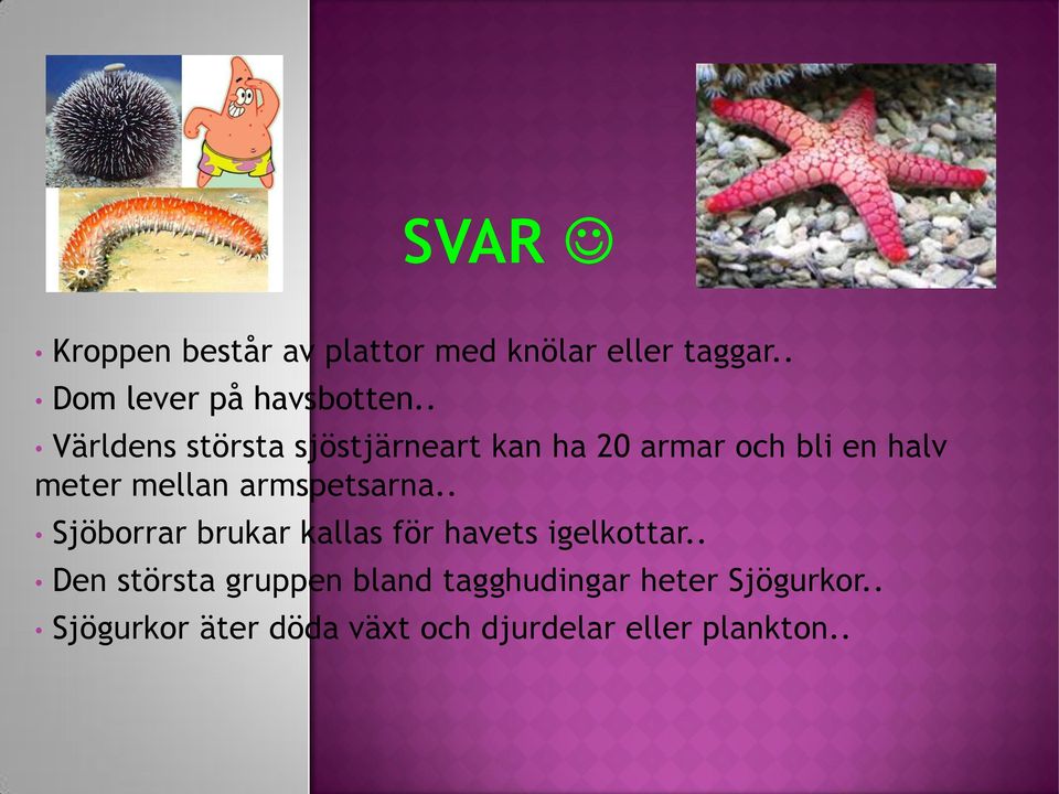 armspetsarna.. Sjöborrar brukar kallas för havets igelkottar.