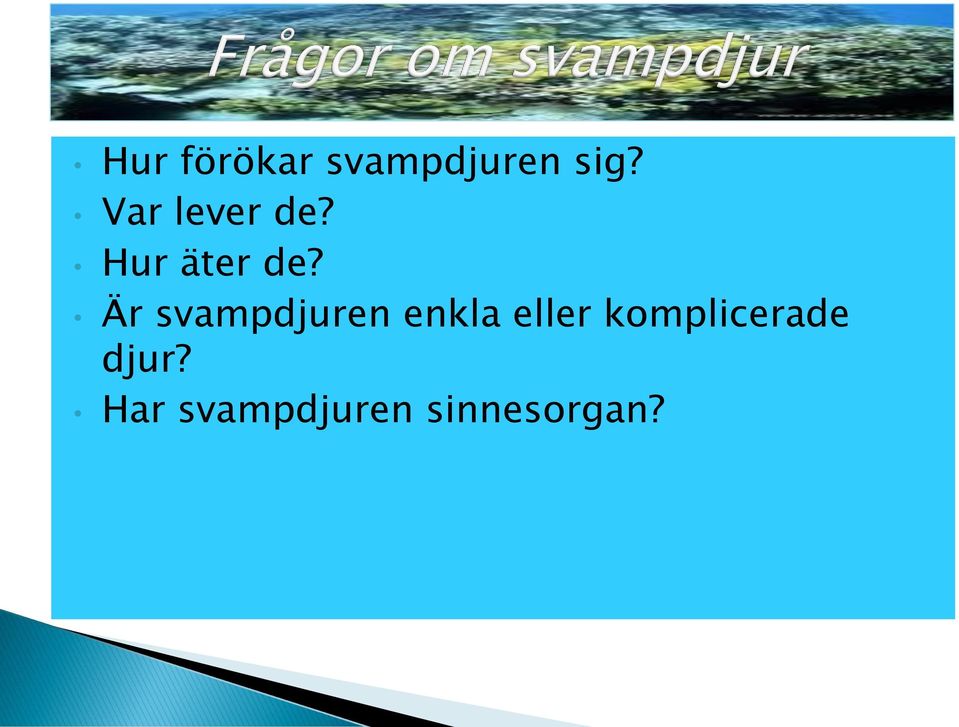 Är svampdjuren enkla eller