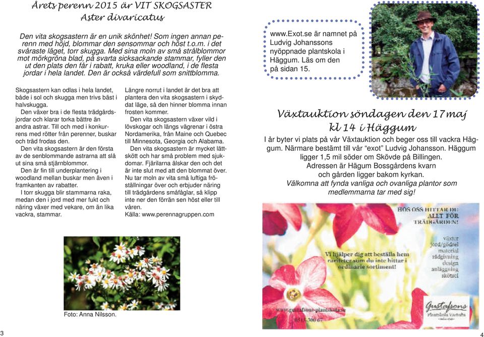 Den är också värdefull som snittblomma. www.exot.se är namnet på Ludvig Johanssons nyöppnade plantskola i Häggum. Läs om den på sidan 15.