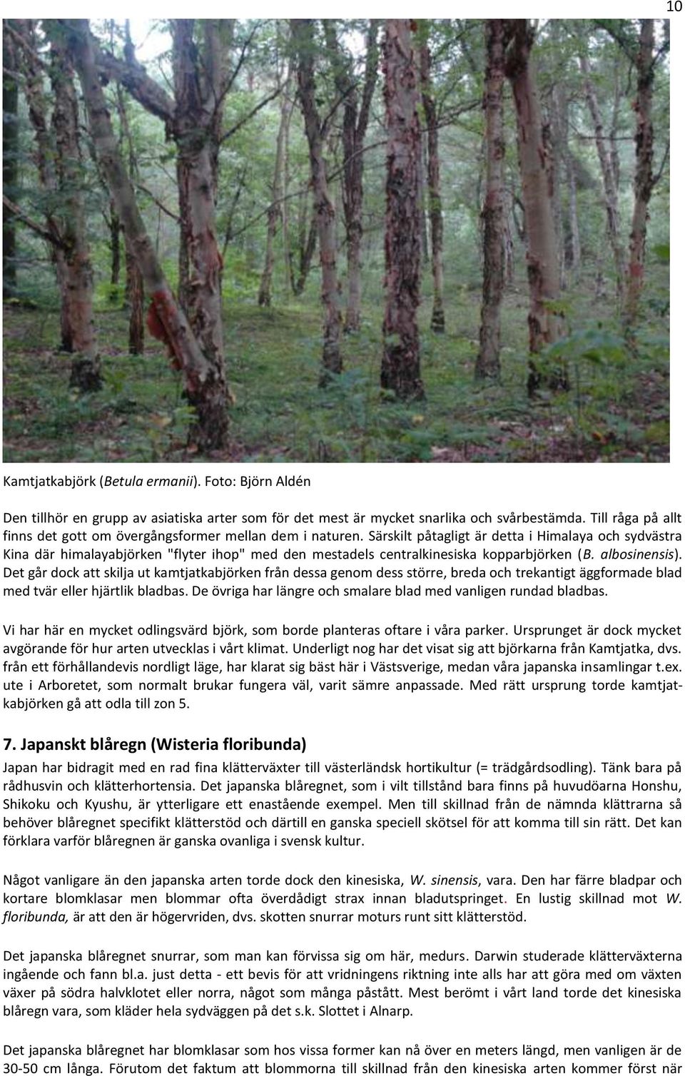 Särskilt påtagligt är detta i Himalaya och sydvästra Kina där himalayabjörken "flyter ihop" med den mestadels centralkinesiska kopparbjörken (B. albosinensis).