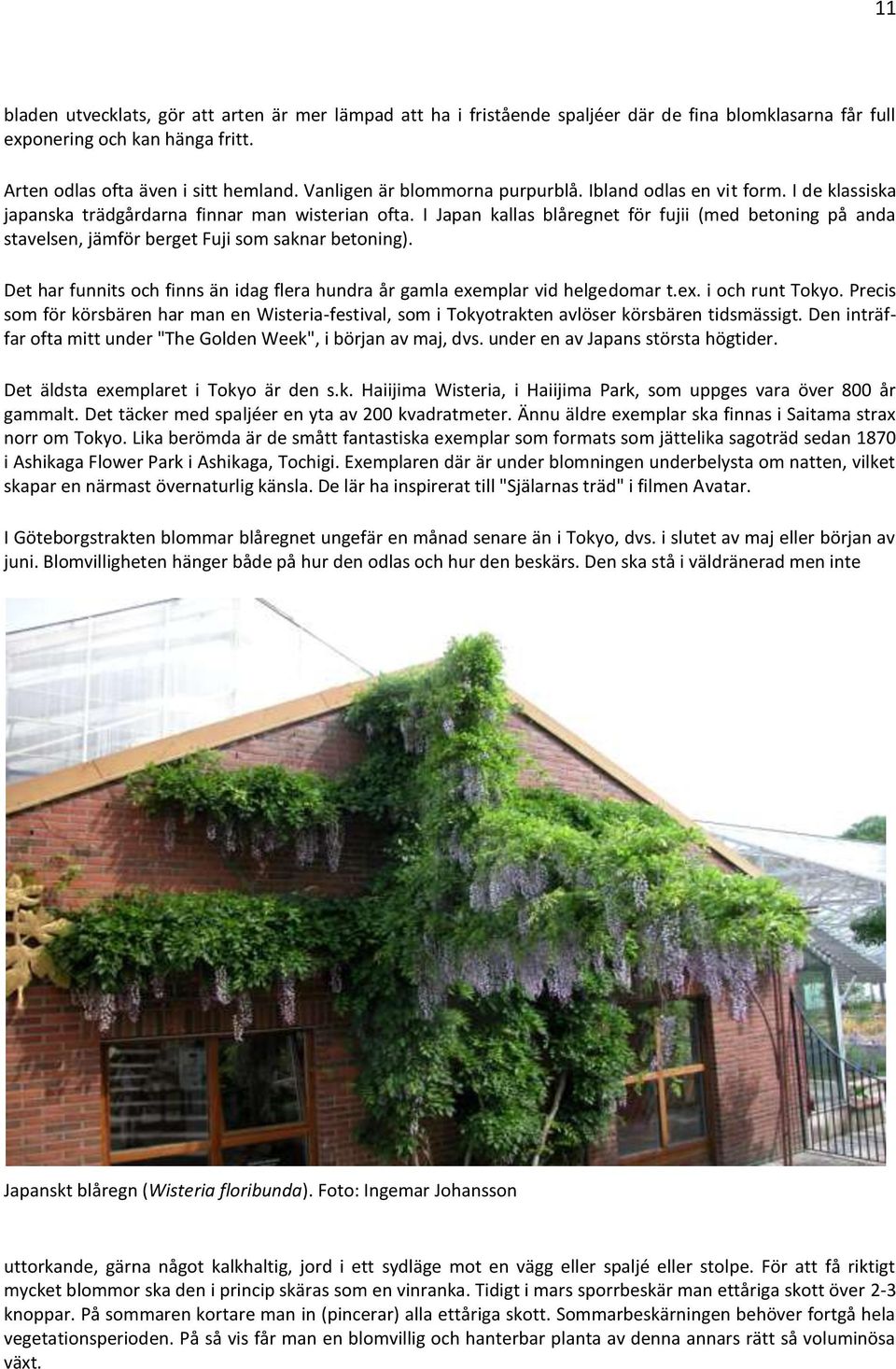 I Japan kallas blåregnet för fujii (med betoning på anda stavelsen, jämför berget Fuji som saknar betoning). Det har funnits och finns än idag flera hundra år gamla exemplar vid helgedomar t.ex. i och runt Tokyo.