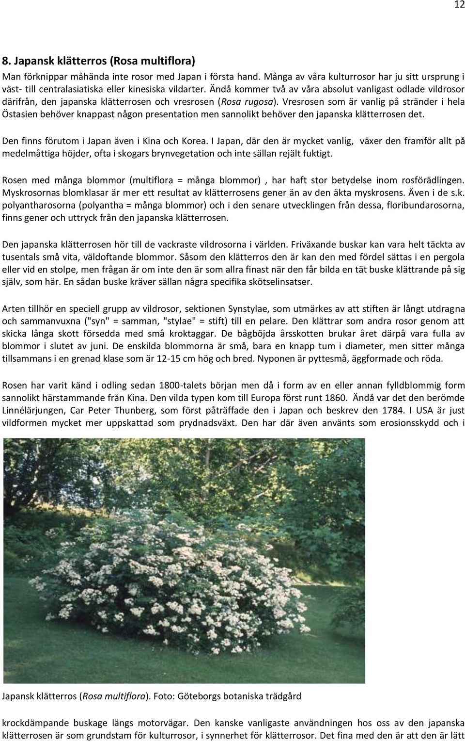 Ändå kommer två av våra absolut vanligast odlade vildrosor därifrån, den japanska klätterrosen och vresrosen (Rosa rugosa).