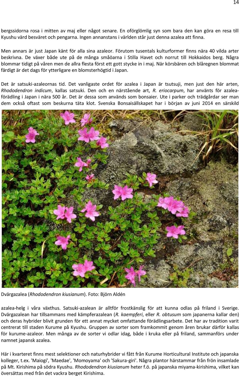De växer både ute på de många småöarna i Stilla Havet och norrut till Hokkaidos berg. Några blommar tidigt på våren men de allra flesta först ett gott stycke in i maj.
