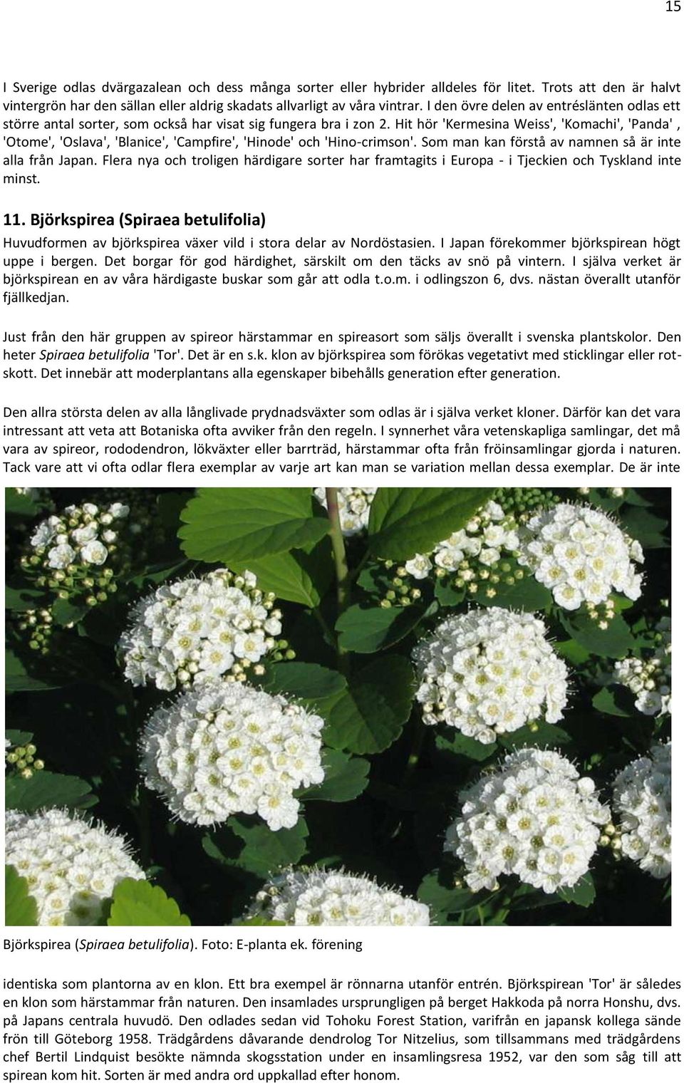 Hit hör 'Kermesina Weiss', 'Komachi', 'Panda', 'Otome', 'Oslava', 'Blanice', 'Campfire', 'Hinode' och 'Hino-crimson'. Som man kan förstå av namnen så är inte alla från Japan.