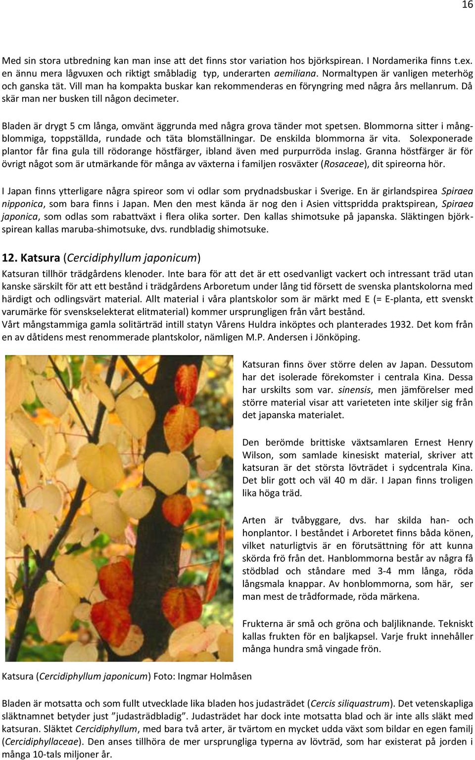 Bladen är drygt 5 cm långa, omvänt äggrunda med några grova tänder mot spetsen. Blommorna sitter i mångblommiga, toppställda, rundade och täta blomställningar. De enskilda blommorna är vita.
