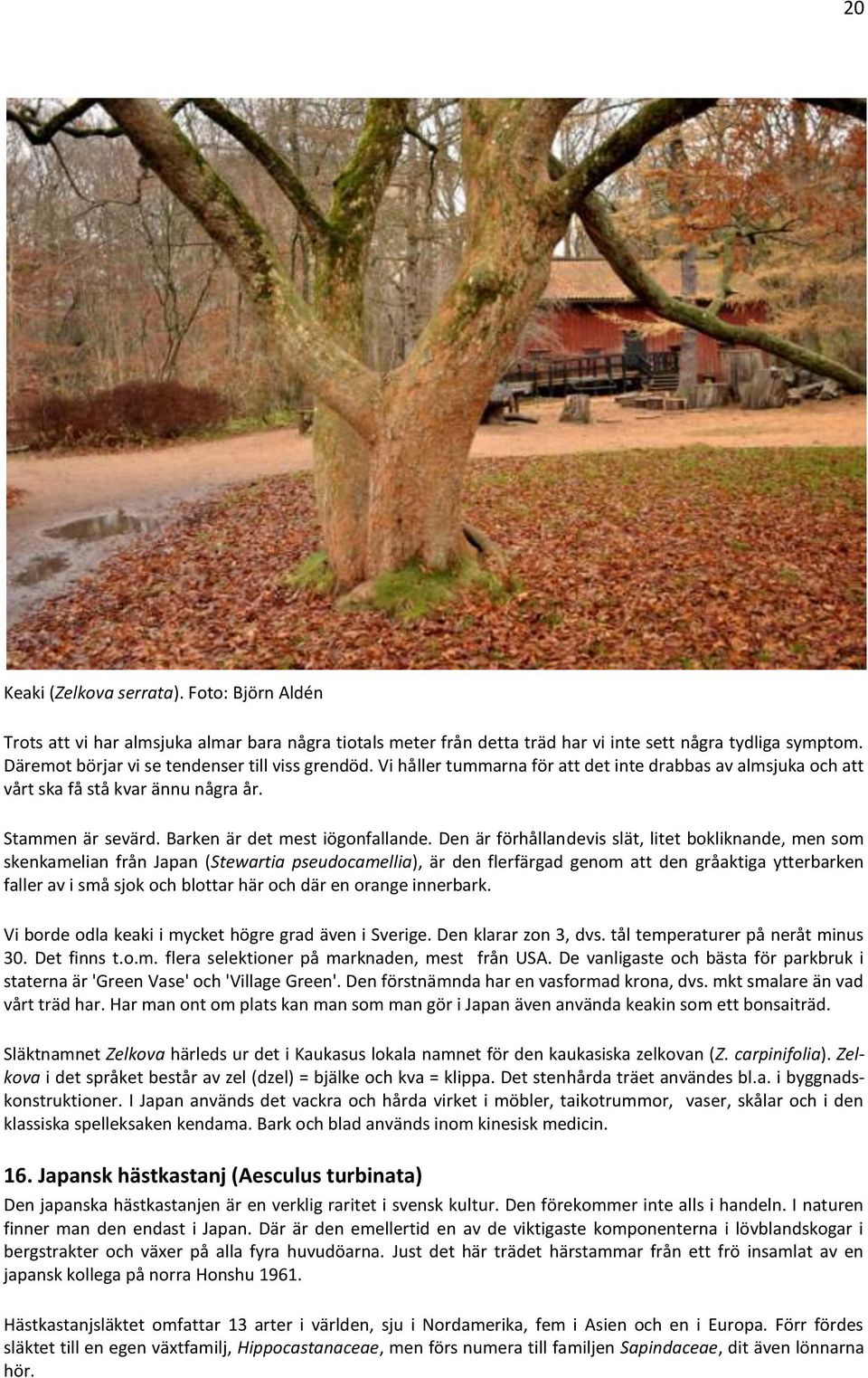 Barken är det mest iögonfallande.