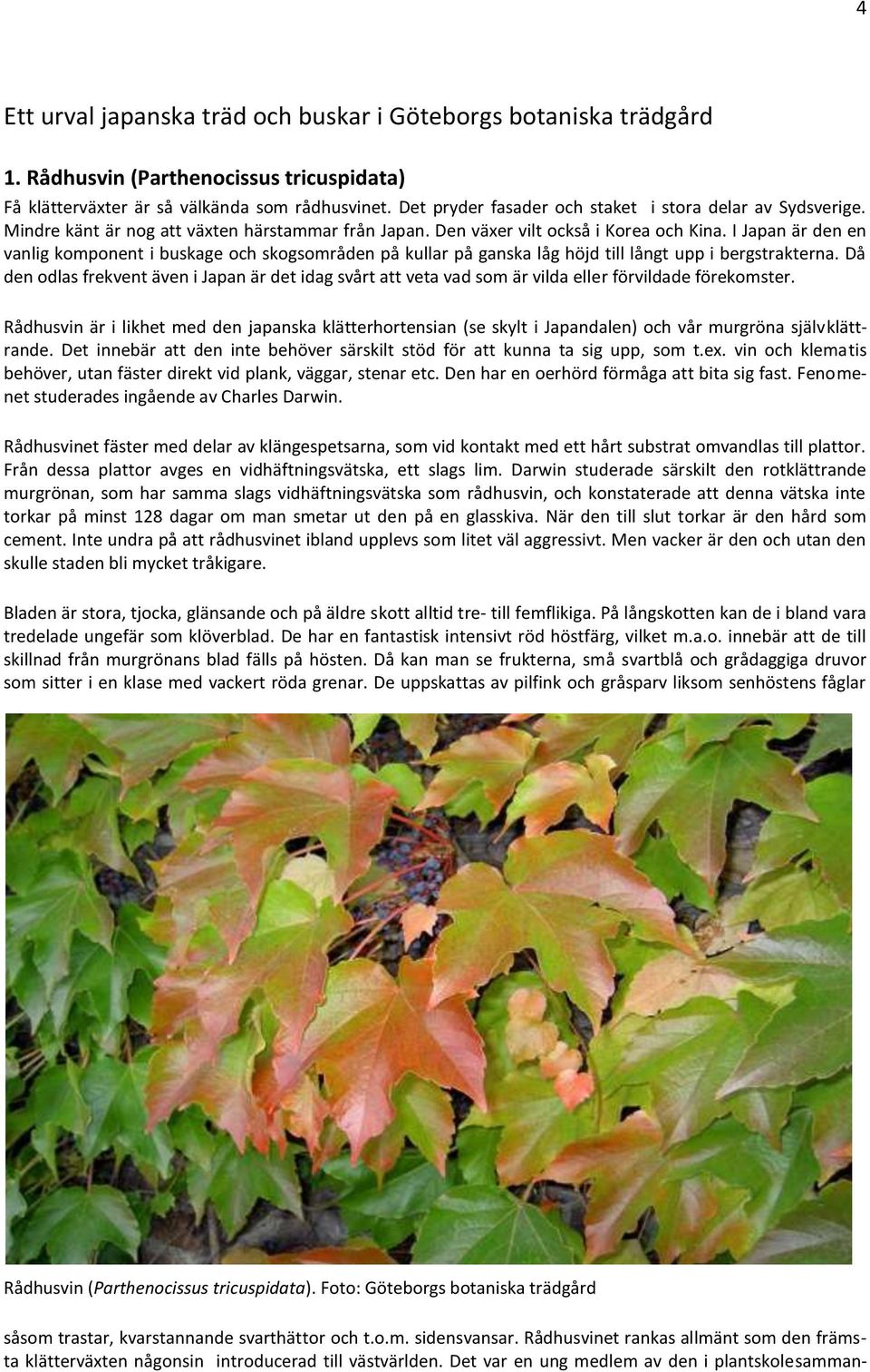 I Japan är den en vanlig komponent i buskage och skogsområden på kullar på ganska låg höjd till långt upp i bergstrakterna.